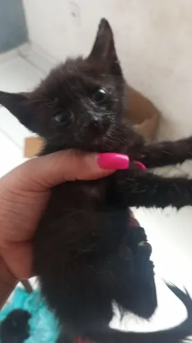 Gatos pretos lindos... Para adoção! So chama se estiver interessado.