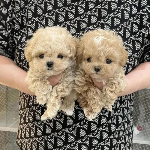 Poodle filhote machinho