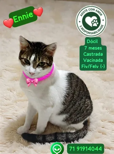 Gatinha Ennie para adoção.