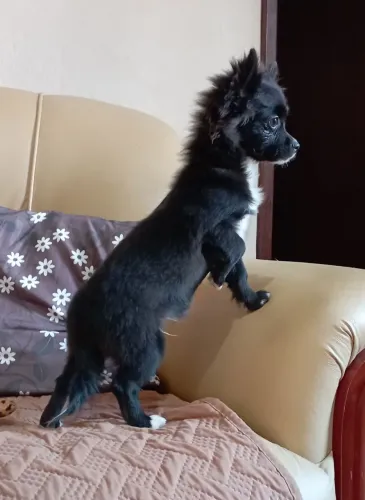 Chihuahua macho pelo longo muito fofo