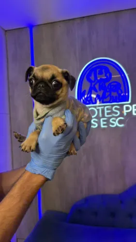 Pug branquinho pequeno, também temos fêmeas