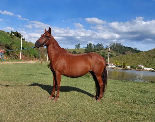Egua das mais lindas extra de sela - 30 x de R$ 500,00 no carne