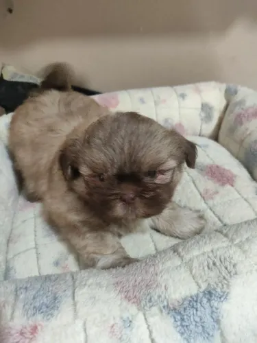 Shihtzu Macho
