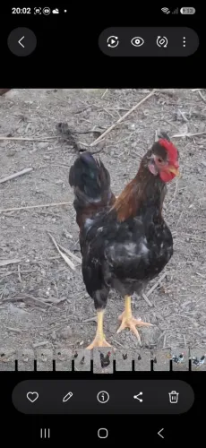 Garnizés