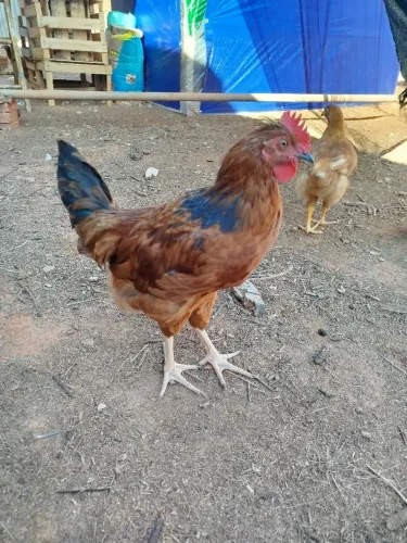 Vendo galo