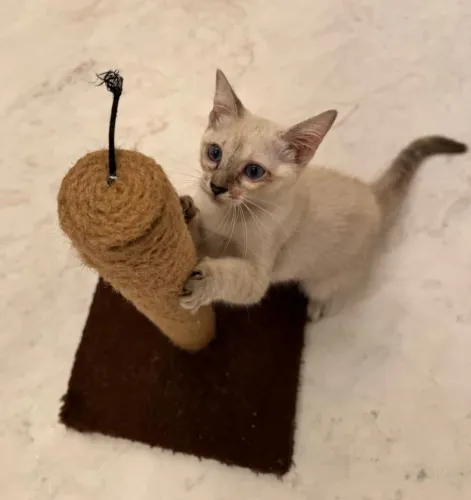 Gatinha pra adoção 