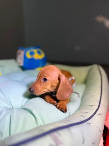Filhote de salsicha ( Dachshund )