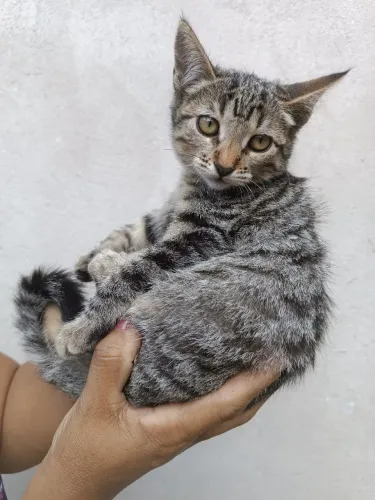 Gatinha Fêmea para adoção!