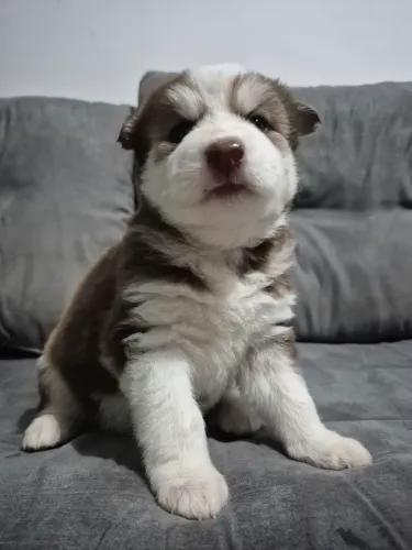 Filhote Fêmea de Husky Siberiano 