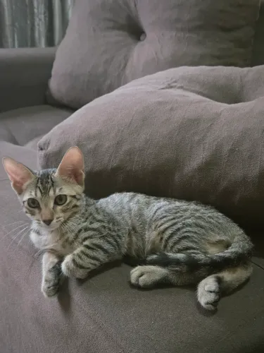 ADOTE O GATINHO