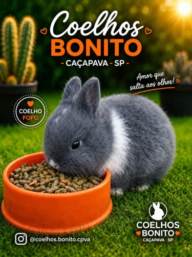 Coelho anão Coelhinho bem pequenino Netherland Dwarf
