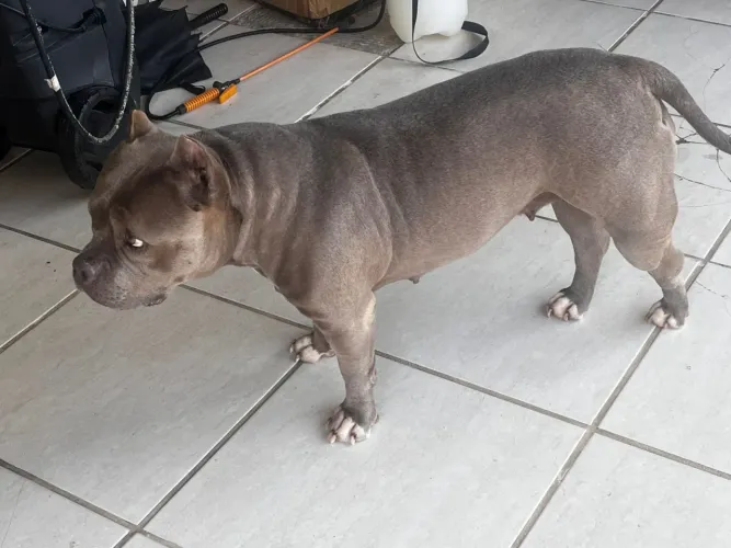 American Bully Fêmea 4 Anos - Nunca Teve Filhotes