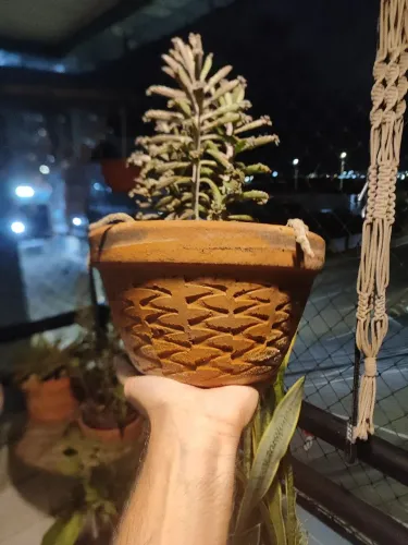 Plantinha mãe-de-milhares no vaso de Barro 