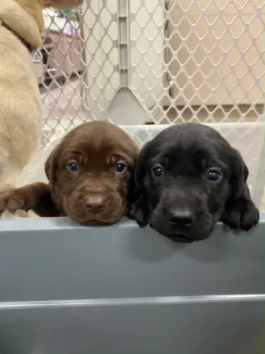 Labrador beleza única