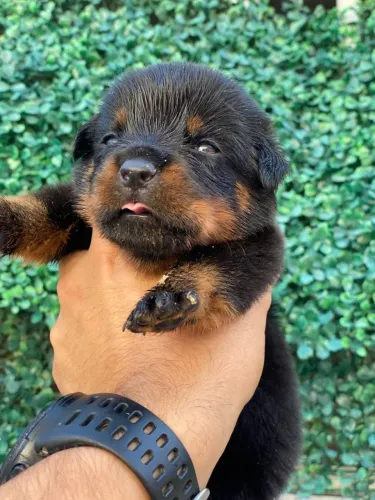Rottweiler Filhotes com Pedigree | Pais de Guarda