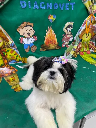 Shih tzu fêmea 8 meses 