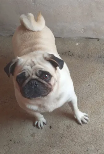 Pug adulta