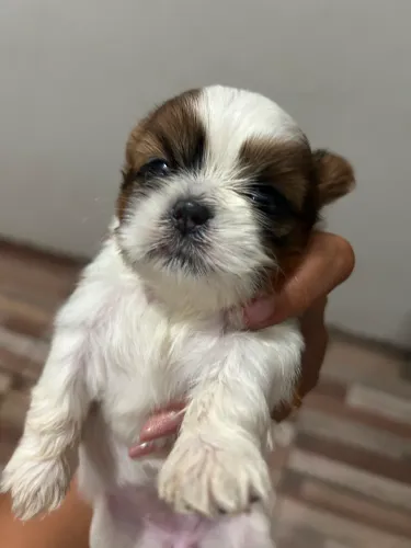 Vendo shih tzu filhote