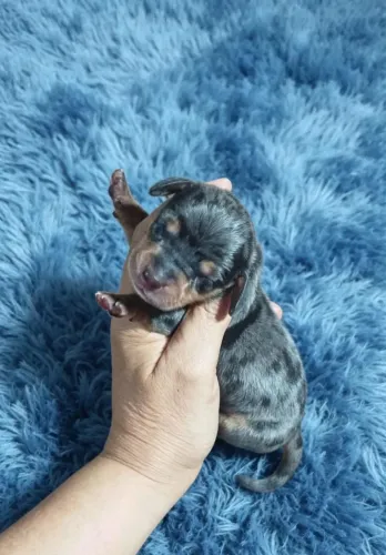 Vendo diversas raças 
