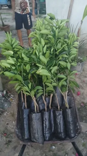 Mudas de laranjas diversas
