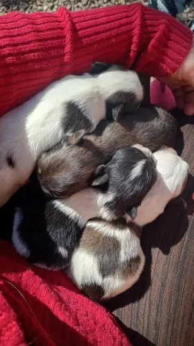 Vendo filhote de shih Tzu com poodle pelo meio liso porte pequeno são coisas mais lindas