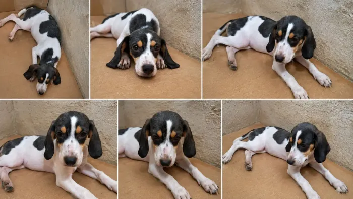 Beagle filhote