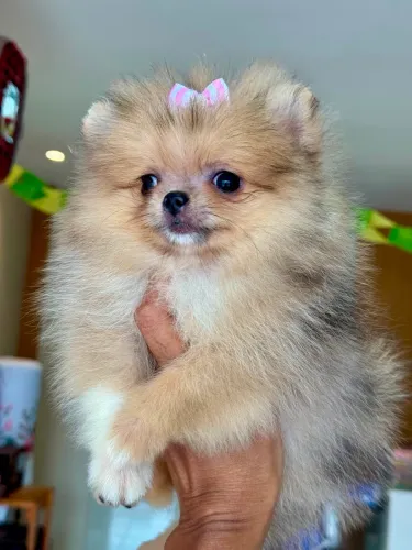 Filhote fêmea de Lulu