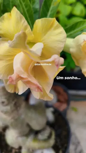 Rosa do deserto amarela - a mais desejada de todas (Golden dragon)
