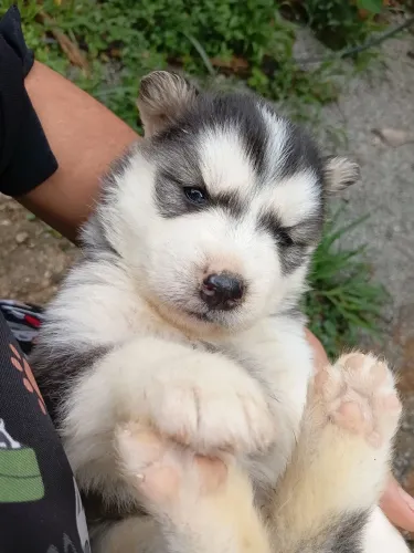 Husky Siberiano legítimo 