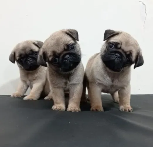 Pug,Pug Filhote Selecionado Alta Procedência