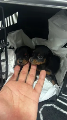 PINSCHER zero