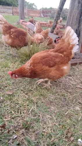 Galinhas
