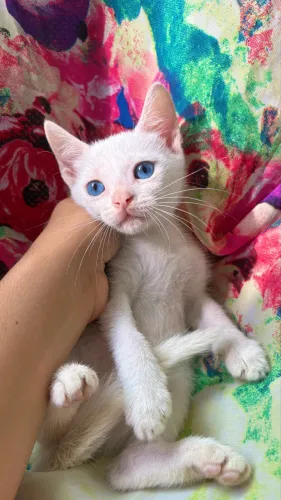 GATA PARA DOAÇÃO