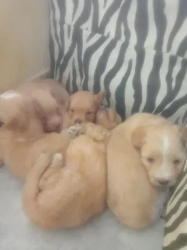 Cachorros ?