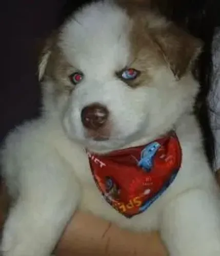 Husky siberiano Pet disponível com todo cuidado e qualidade