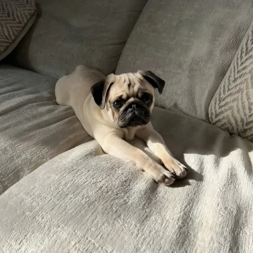 Pug
