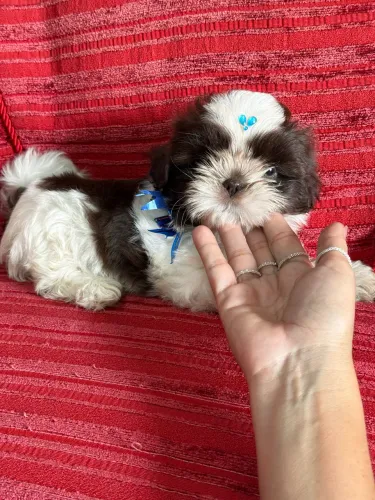 Shih Tzu mini Branco com chocolate até 12x (pronta entrega )