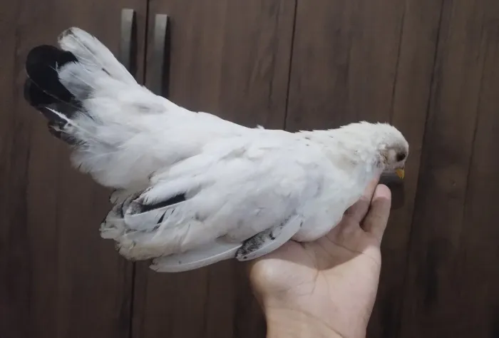 Galinha Nagasaki perna curta