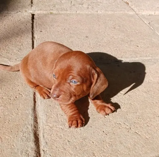 dachshund olhos verdes
