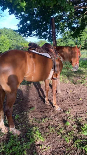 Vende-se Égua de direita 7 anos