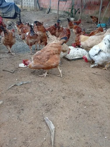 Galinha caipira fortes saudáveis em ponto de abate ou recria