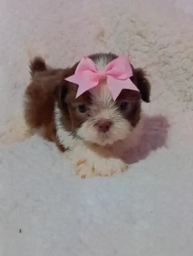 shihtzu porte pequeno