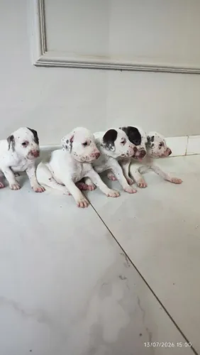 Filhote de dálmata raça pura pra vender