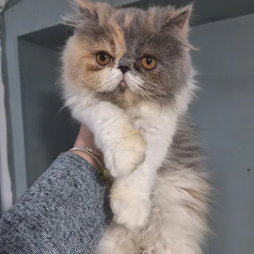 Filhotes de gato persa e exóticos pedigre