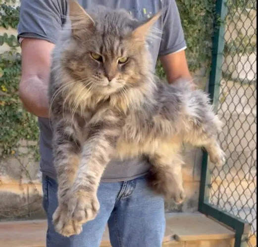 Gato Maine Coon Filhotes Linhagem Gigante ,Reserva e Pronta Entrega . O melhor do brasil 