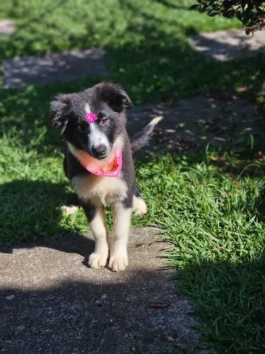 Border Collie | @canil.alesnewworld
