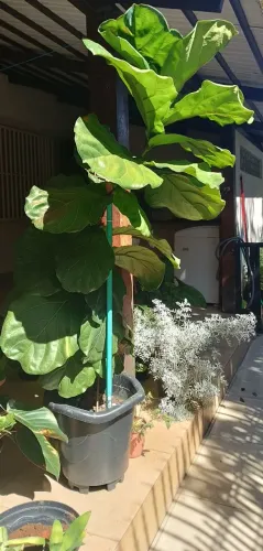 Planta Ficus Lirata Grande