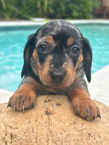 Dachshund