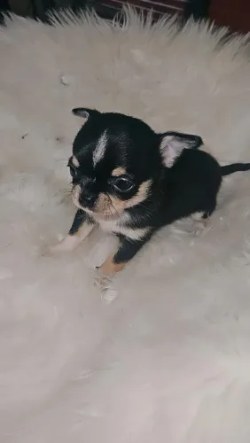 Chihuahua macho pra venda 