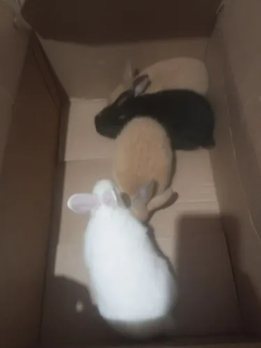 Vende-se coelhos filhotes e adultos 